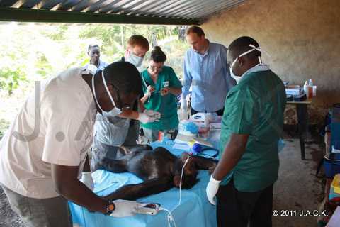 team working on sedated chimpanzee