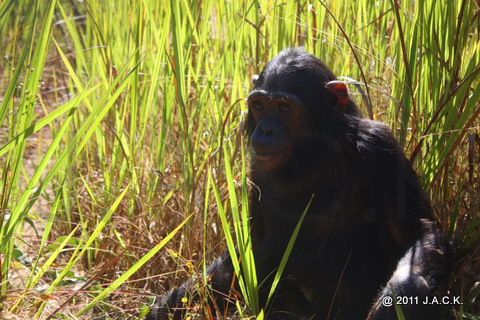 Tika enjoying life in the nursery group