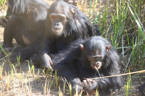 Tika in the nursery group