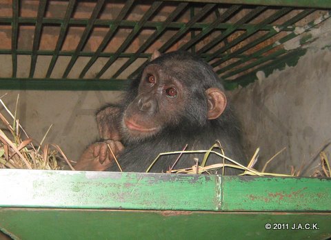 Elia - because of the low temperatures in the mornings, all the chimps are kept indoors untill 10.30am