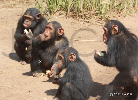 Tommy in the middle of Kimo (up left), Ekolo (front) and Santa (right)