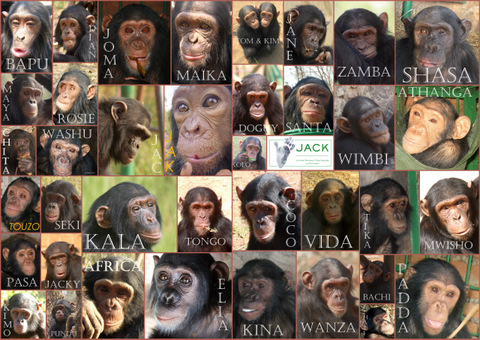 chimpanzees rescued by J.A.C.K.