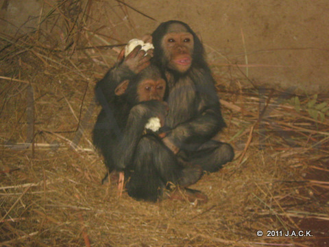 Tommy (behind) sharing food & nest with Lynn