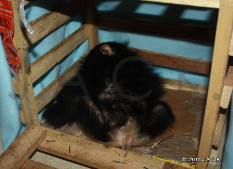 Luna in her crate baby Luna, 39th orphan chimpanzee rescued by J.A.C.K.