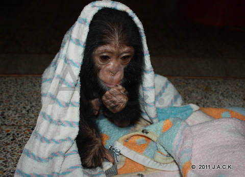 wrapped up in a wet towel, Luna was running a fever for several days...