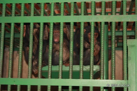 nursery chimps surprised