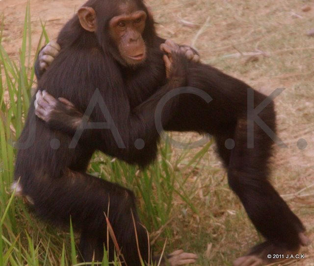 Zamba (left) guiding Doguy