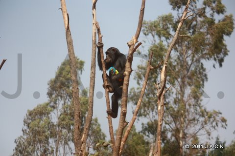 Elia climbing very high to eat the treats