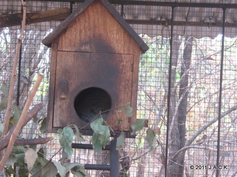 new bush baby - sorry, he's sleeping :-(