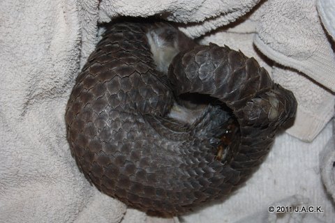 pangolin - also sleeping...