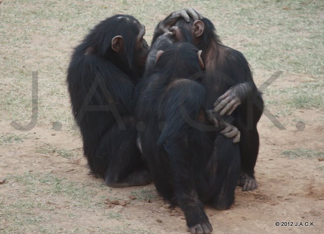 Kina, Maya & Jacky