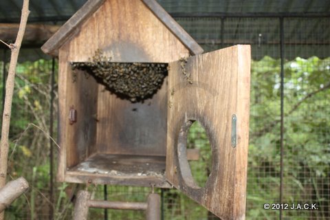 bees building a hive