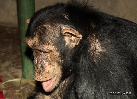 big male Washu breathing badly