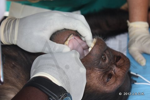 vet checking Wanza's throat
