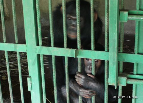 Wanza (front) & Kala waiting for their milk