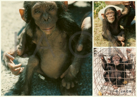 these chimps where on sale on the Streets of Lubumbashi in 1996