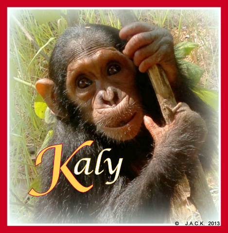 adopt Kaly