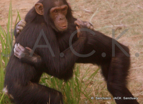 Zamba protecting Doguy