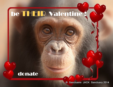St Valentine for the Chimps