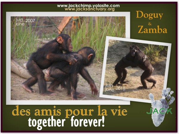 doguy & zamba