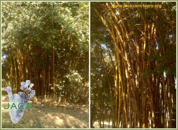 bambou 1 (2)