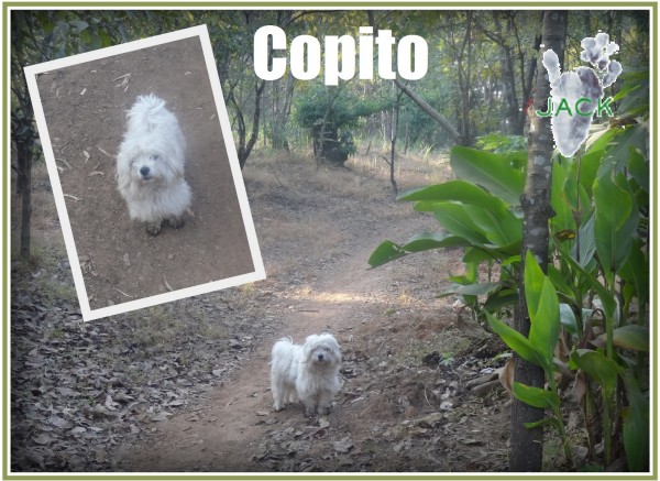 copito