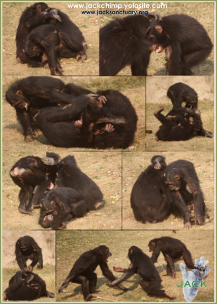 playing chimps