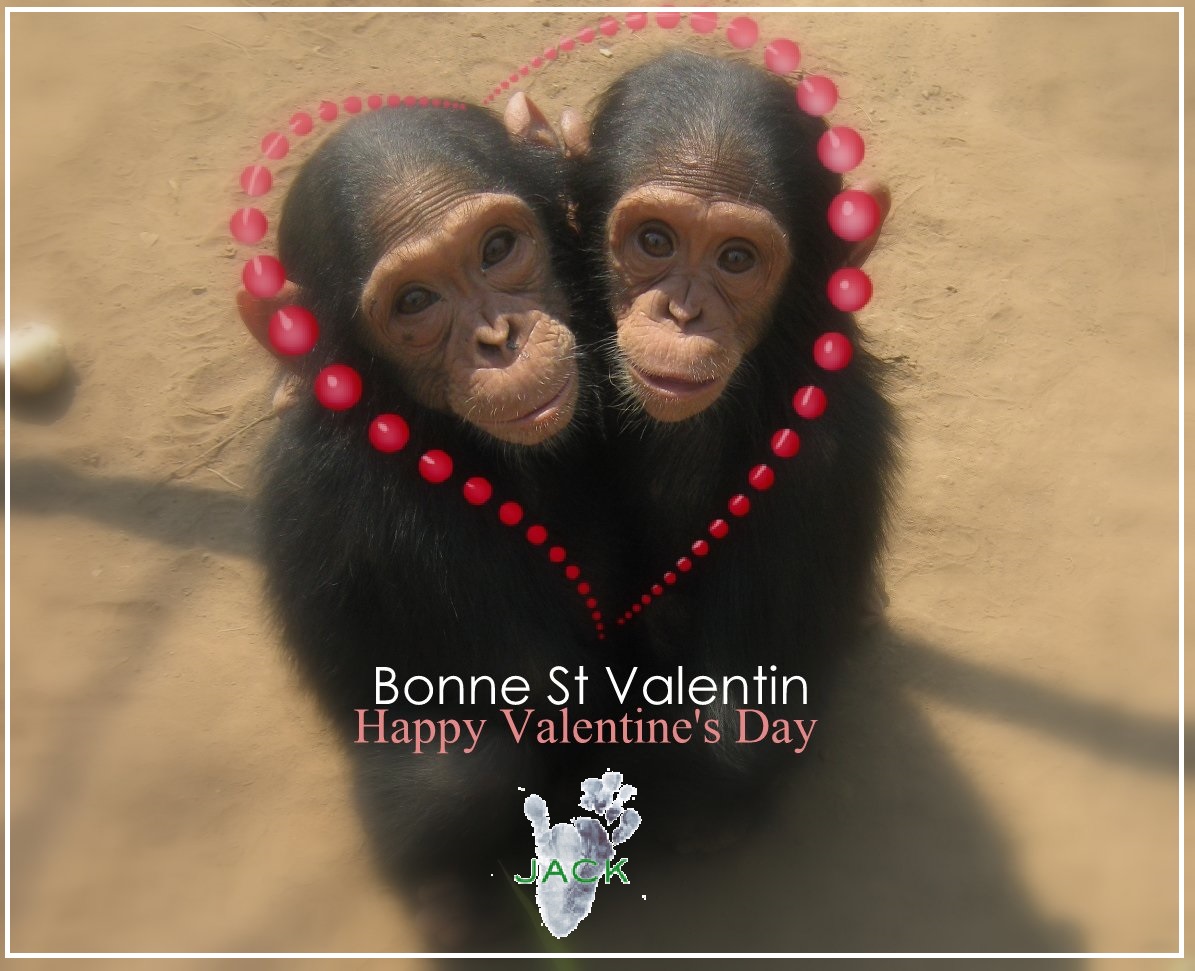 Happy Valentine's Day ! – J.A.C.K Primate Sanctuary