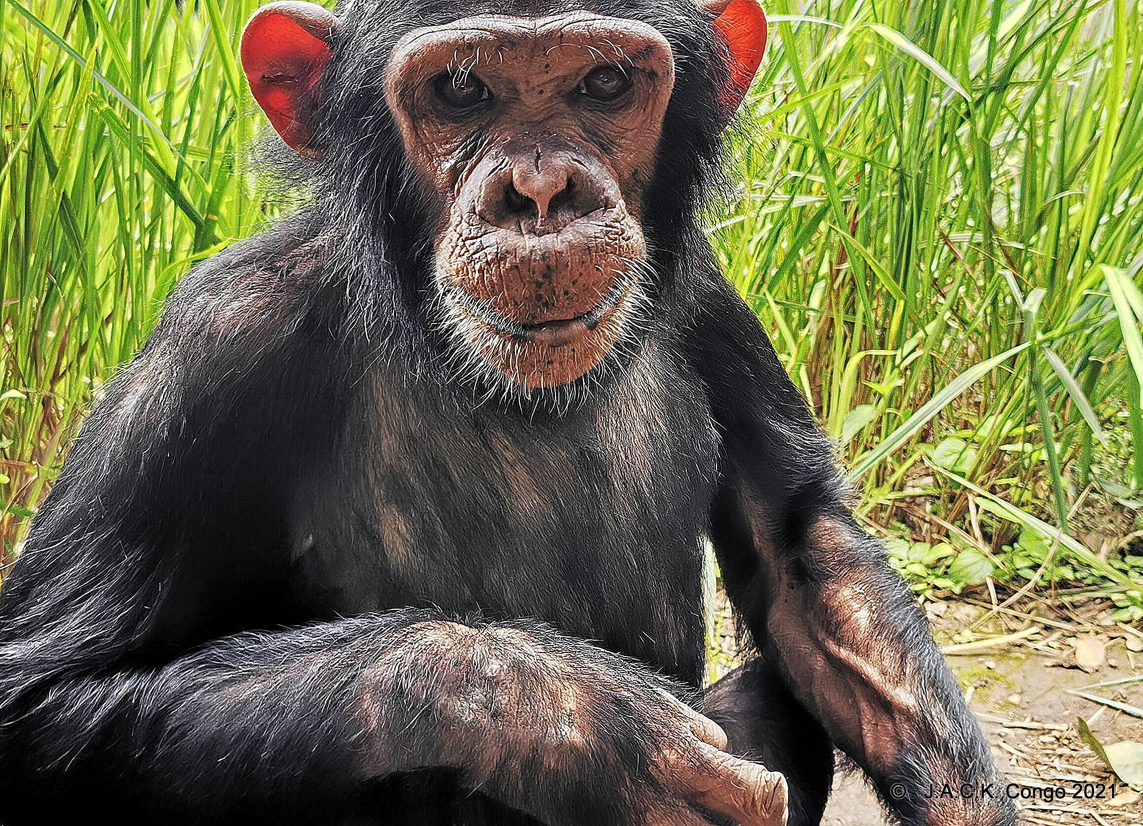 Zumba had forgotten she was a chimpanzee