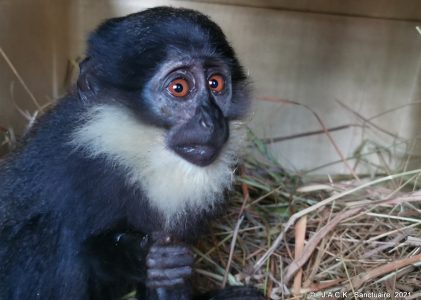 Limping Cercopithecus back in her group