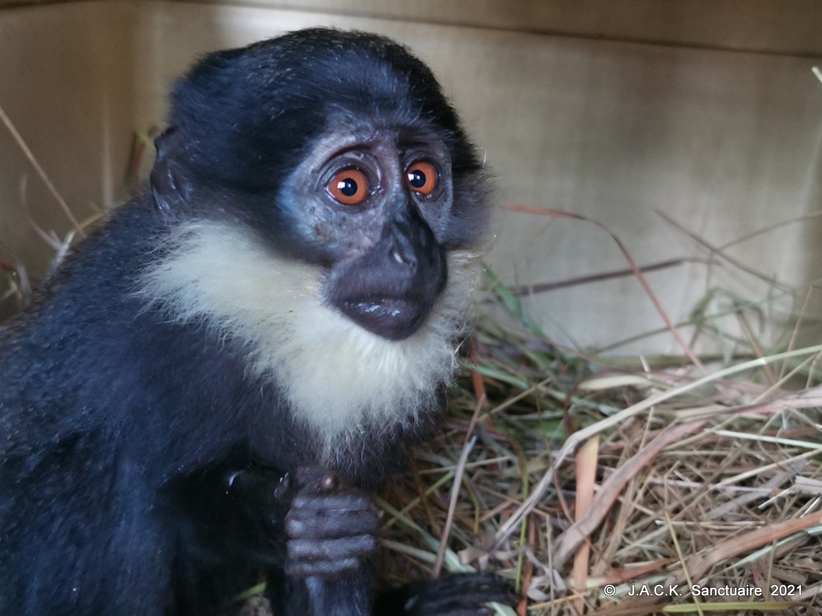 Limping Cercopithecus back in her group