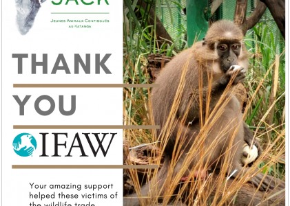 IFAW supports the first month of food and vet care of our 20 primate newcomers repatriated from Zimbabwe