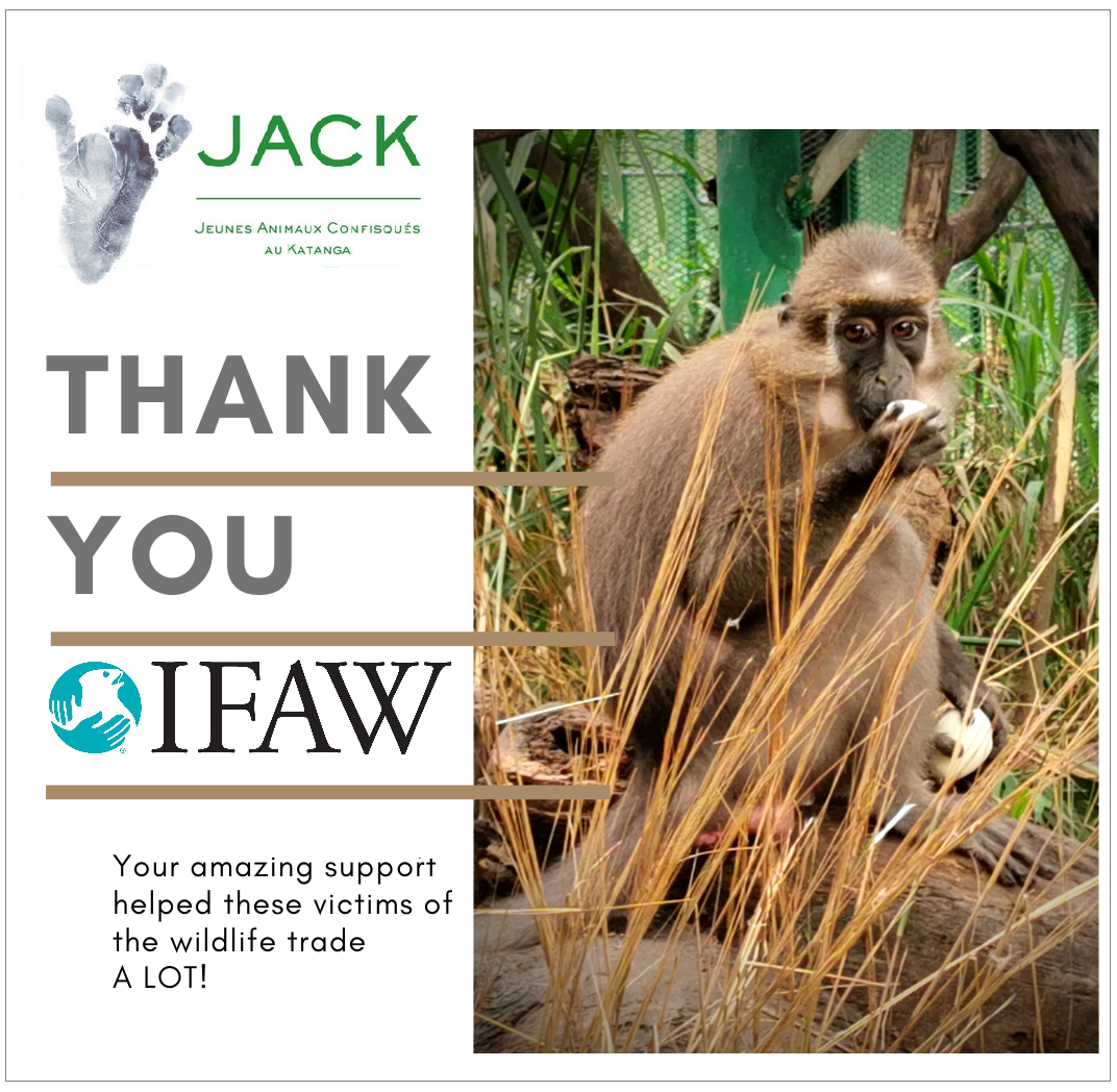 IFAW supports the first month of food and vet care of our 20 primate newcomers repatriated from Zimbabwe