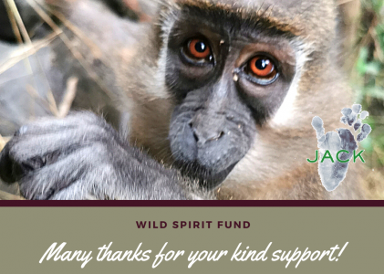 Thank you, Wild Spirit Fund!