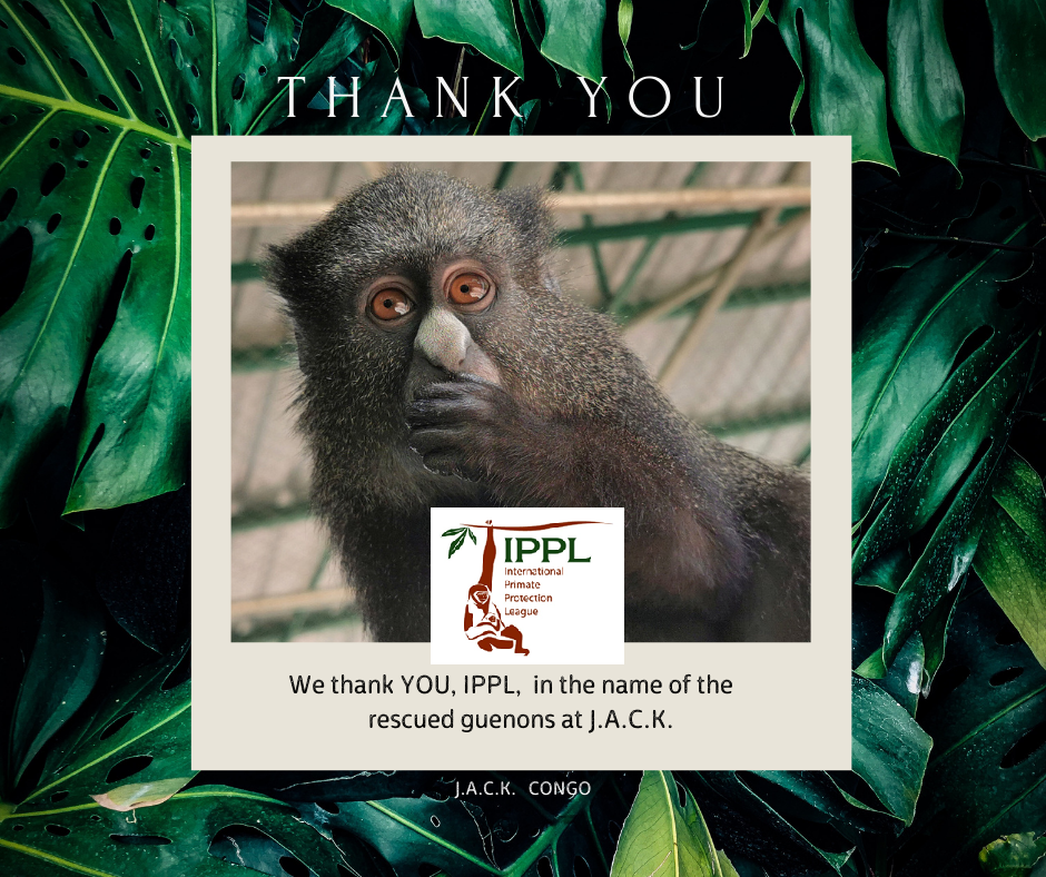 IPPL contributes to the well-being of the monkeys repatriated from Zimbabwe