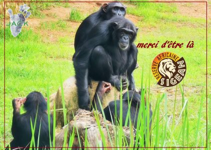 The French Reserve Africaine de Sigean supports chimp & monkey building projects