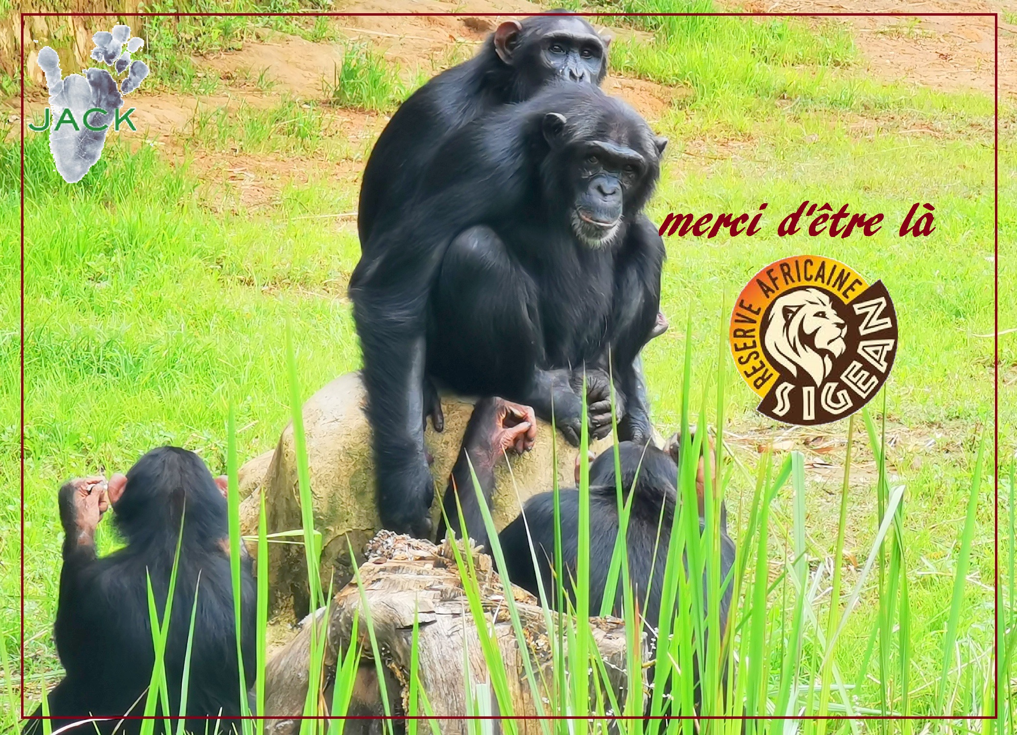 The French Reserve Africaine de Sigean supports chimp & monkey building projects