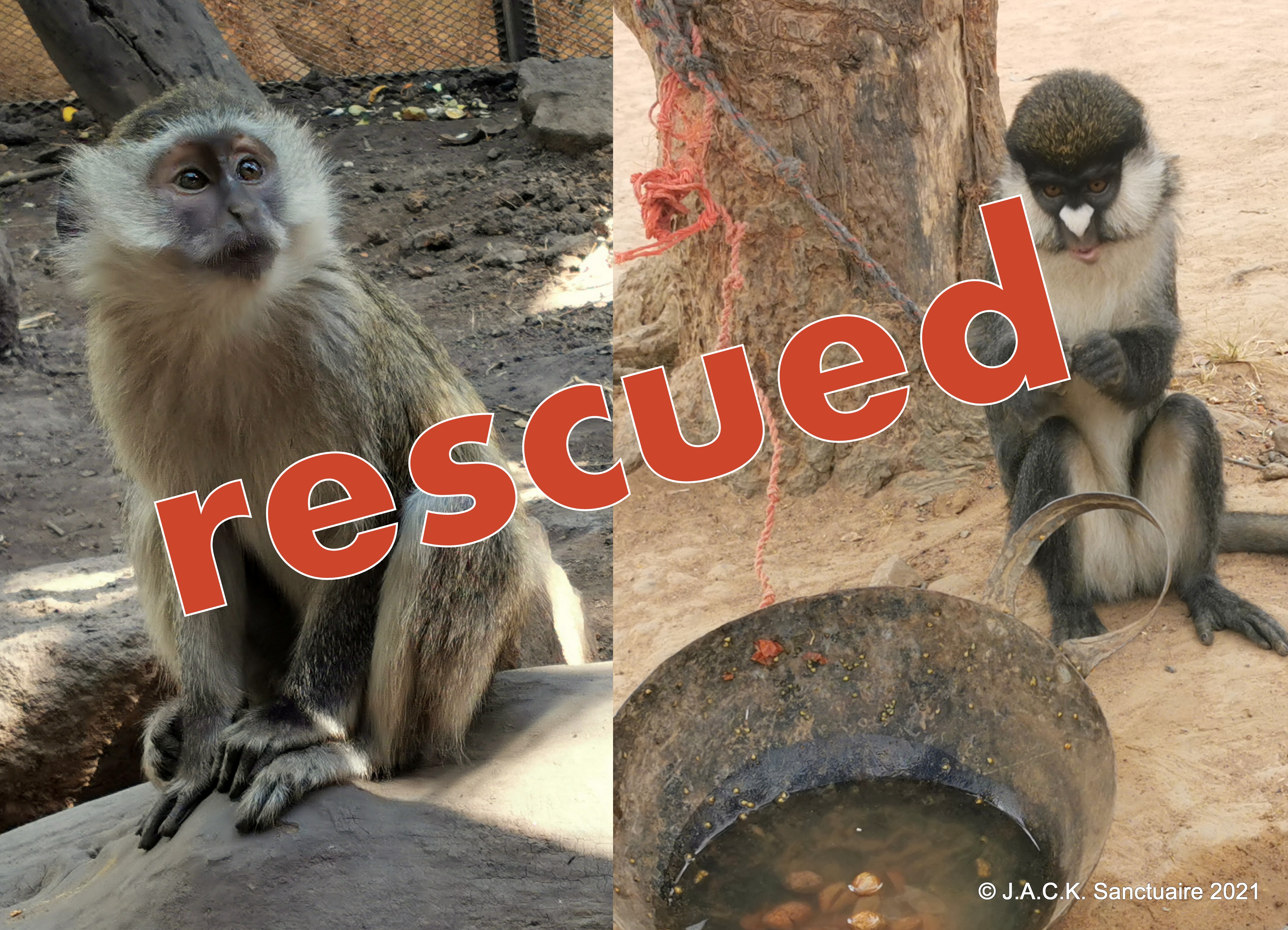Two monkey rescues in two days!