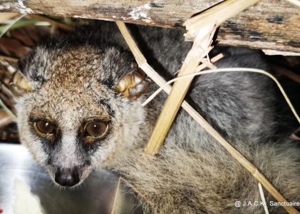 Masi, the galago with the broken foot