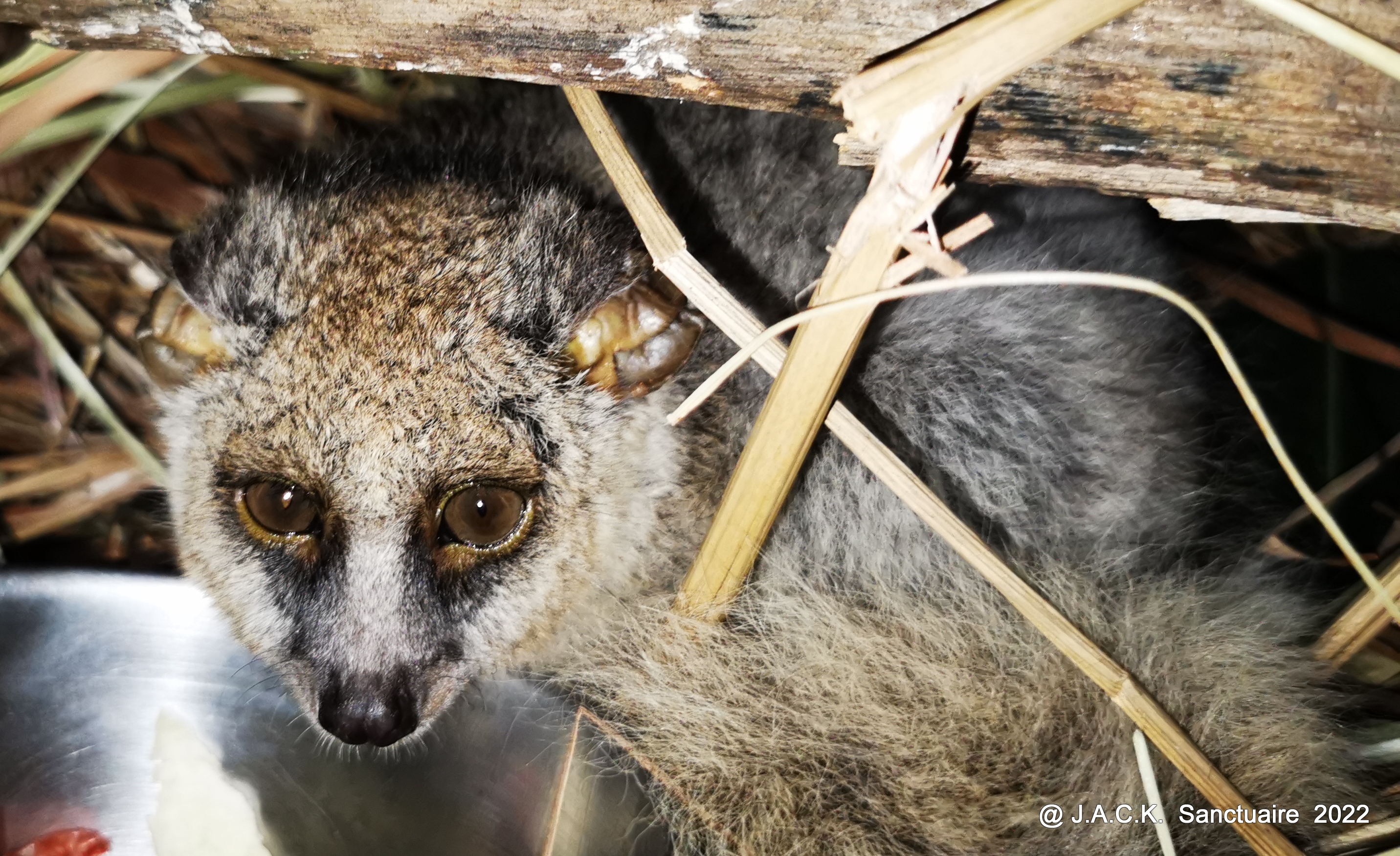 Masi, the galago with the broken foot