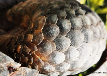First rescue of 2022: a  female pangolin