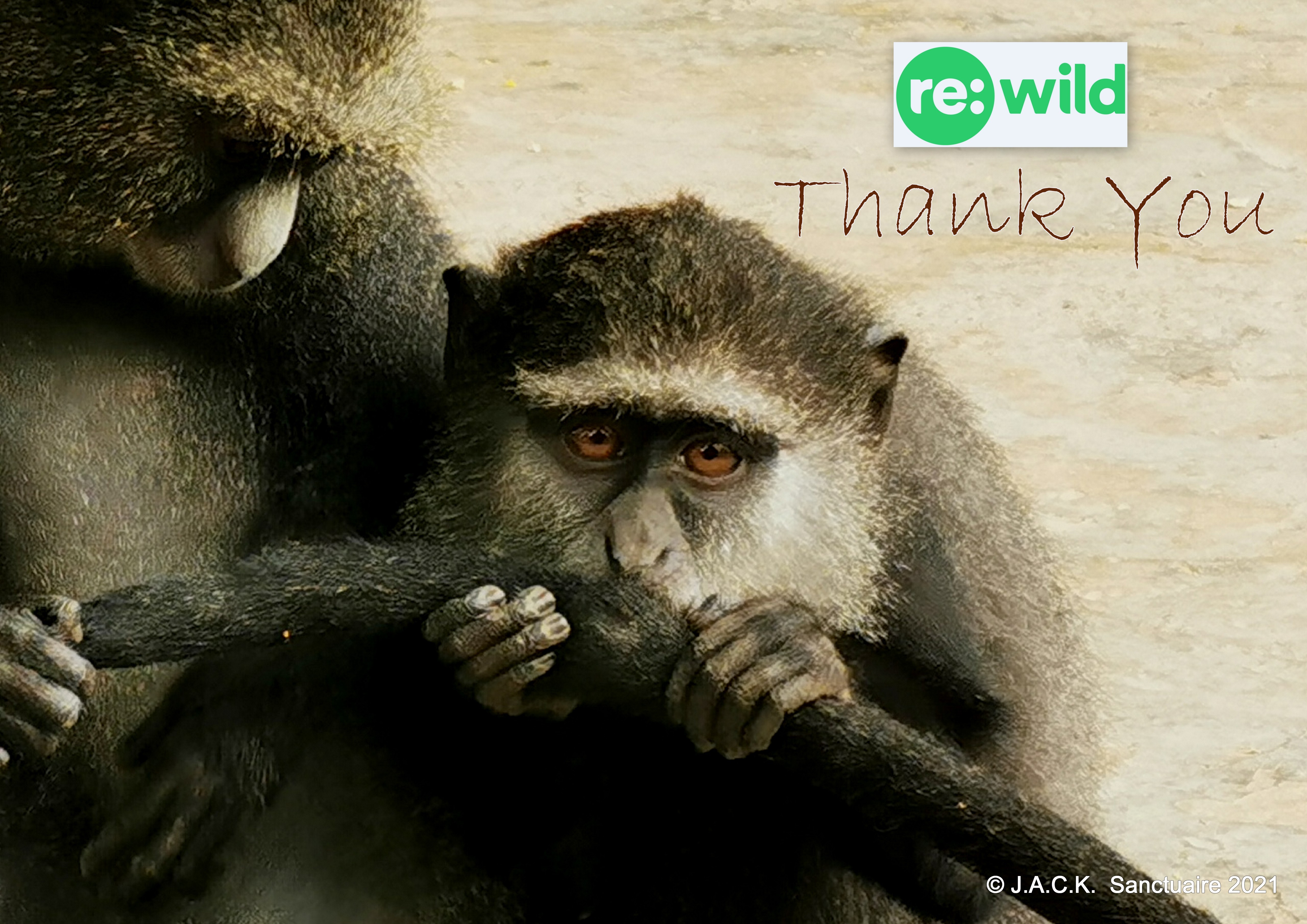 Great support from Re:Wild for the monkeys repatriated from Zimbabwe