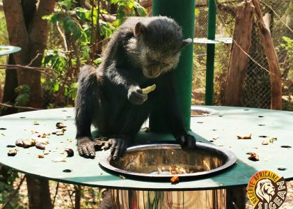 Construction of 3 meshed enclosures for cercopithecus