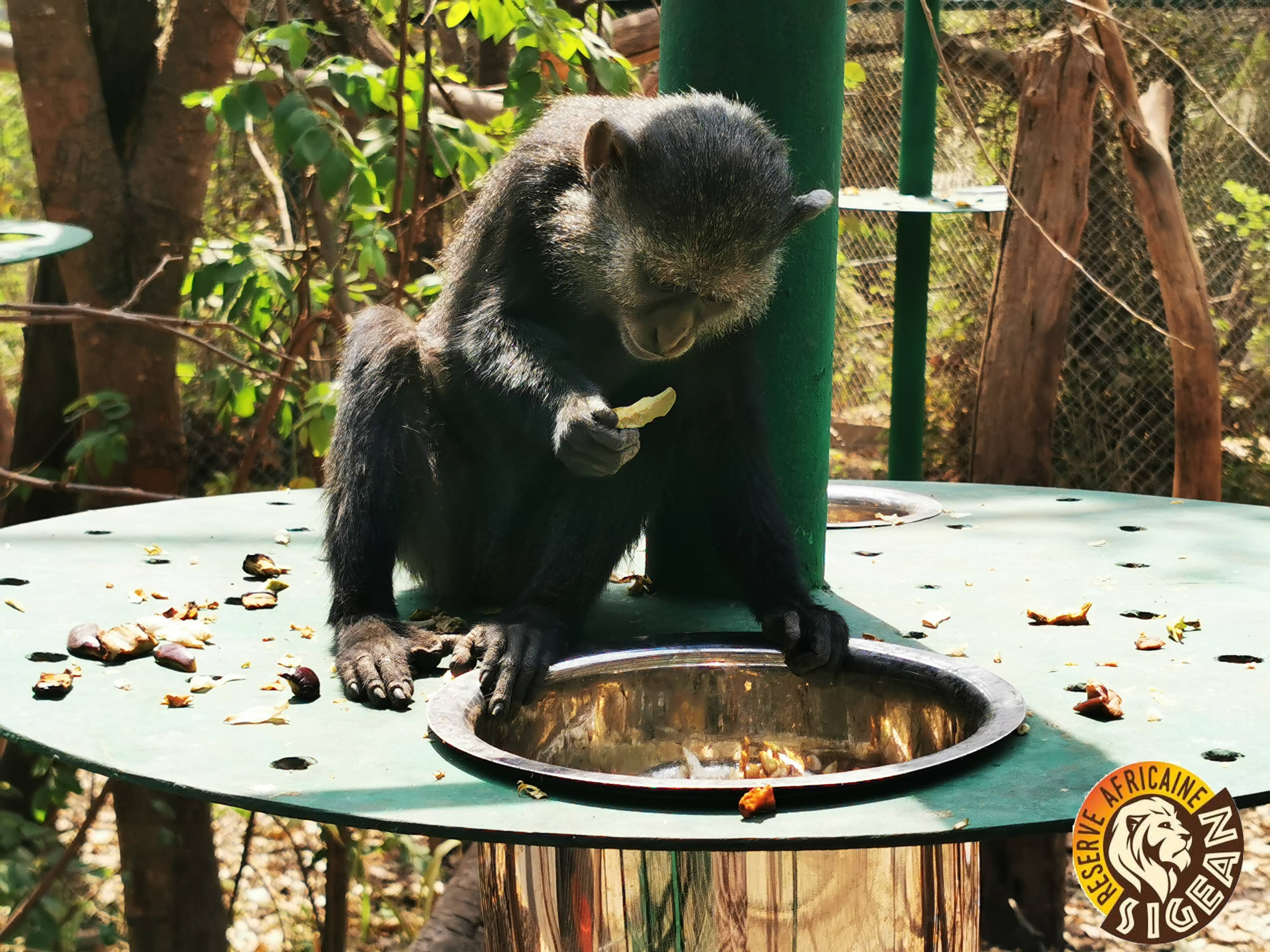 Construction of 3 meshed enclosures for cercopithecus