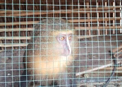 The bushmeat trade – the best plan for extinction