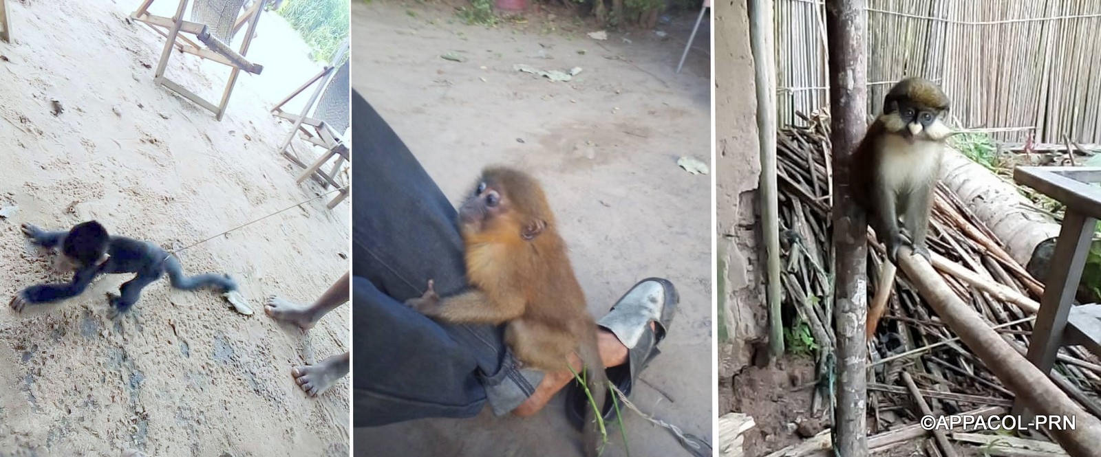 Imminent rescue of 23 monkeys abused by man