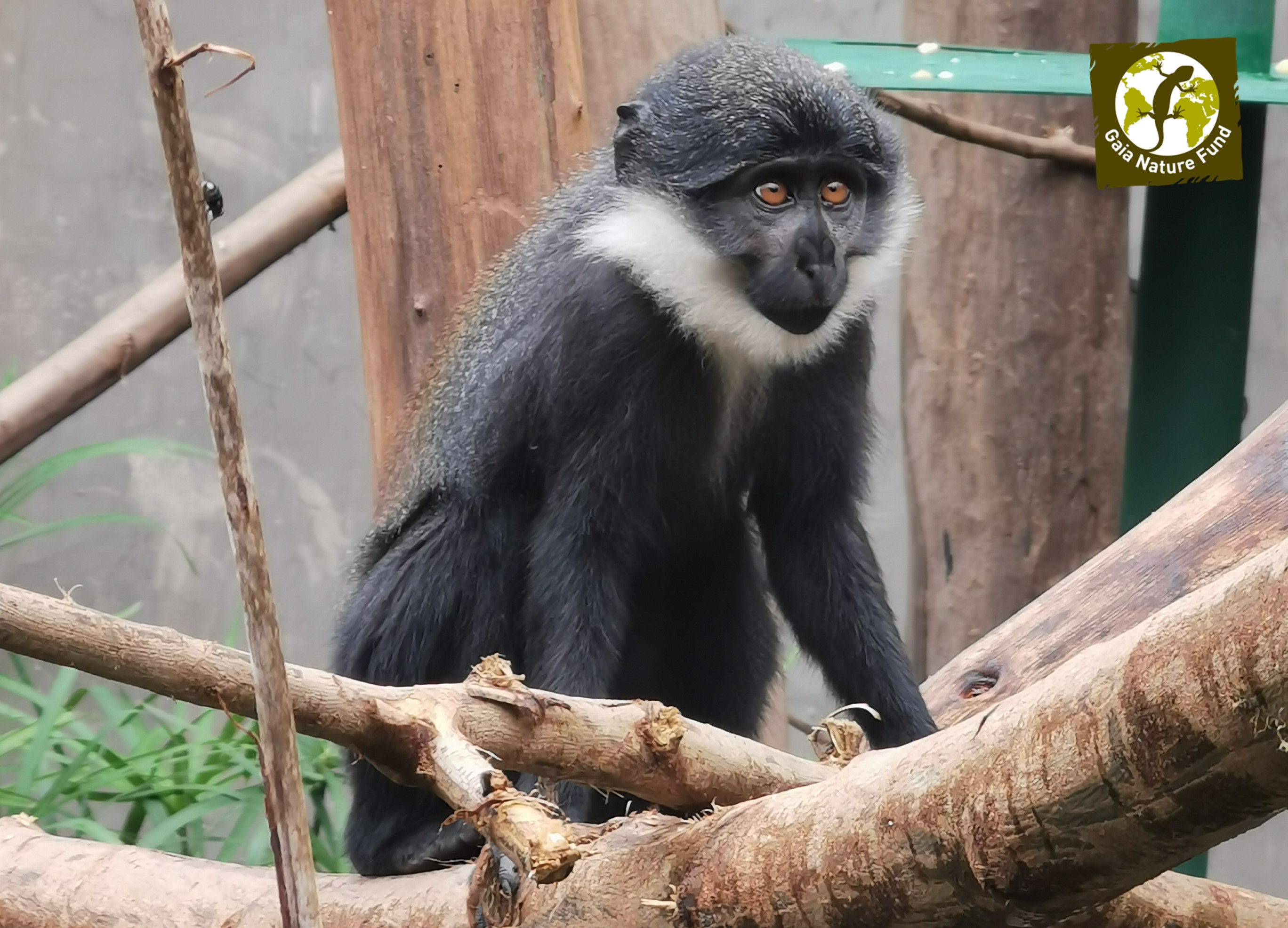 GAIA NATURE FUND offer new outside facilities for the cercopithecus