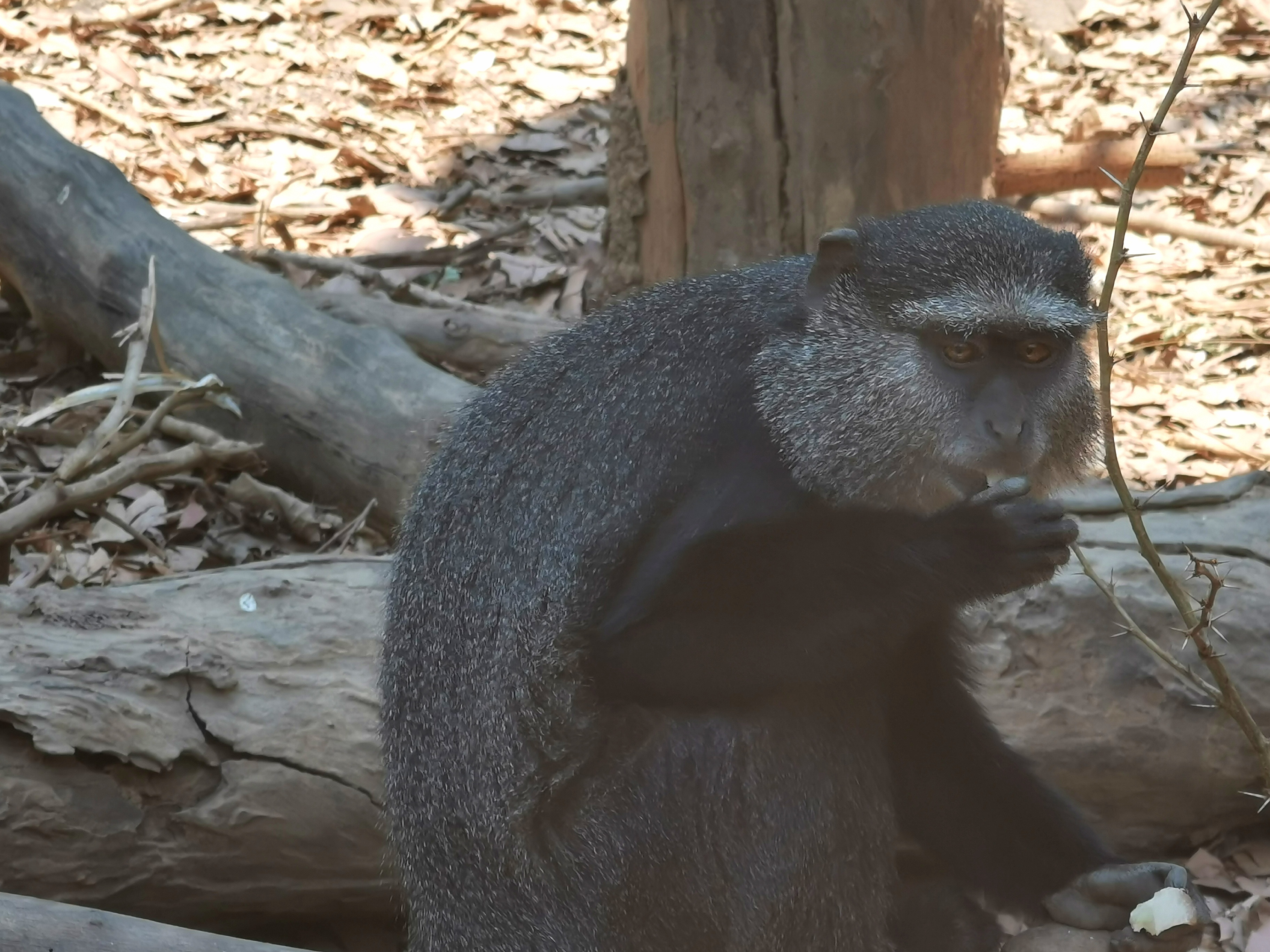 Cercopithecus enclosures thanks to Zoo de la Palmyre