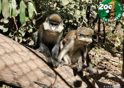 Cercopithecus enclosures thanks to Zoo de la Palmyre
