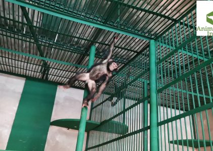 A Nursery for chimpanzees thanks to the ANIMAL WELFARE INSTITUTE